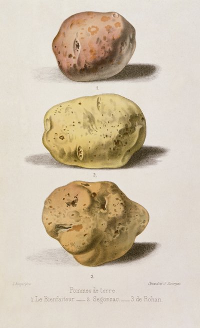 Botanical Plate with Three Different Varieties of Potato, Engraved by G. Severeyns by L. Rouyer
